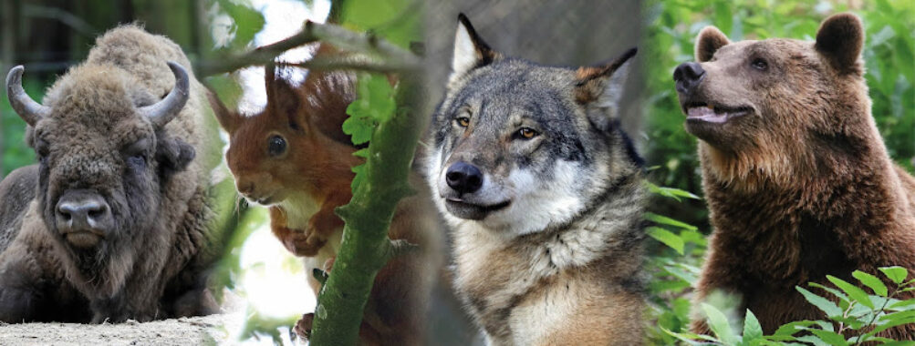 Wildwood Trust Travel Forum Reviews