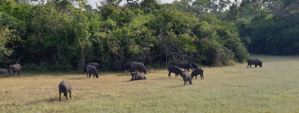Wilpattu National Park Travel Forum Reviews