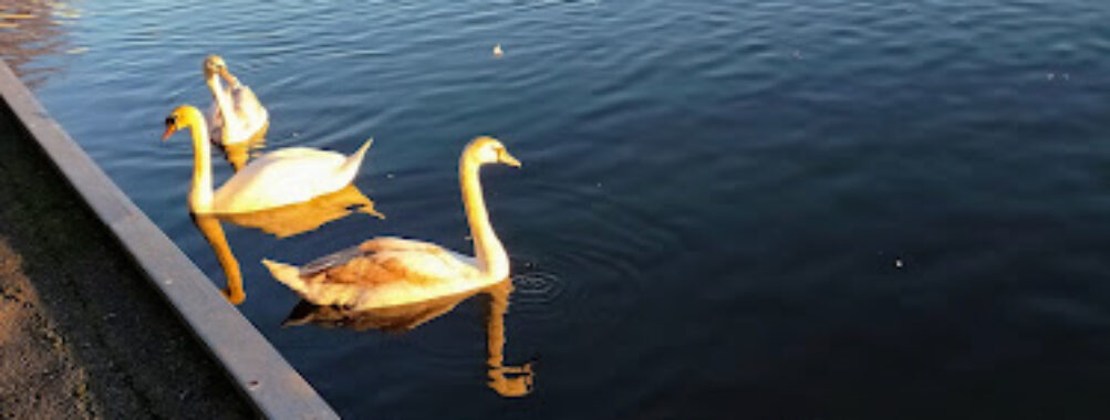 Wimbledon Park Travel Forum Reviews