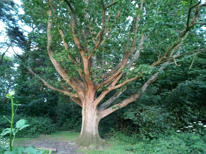 Windmill Spinney Nature Reserve
