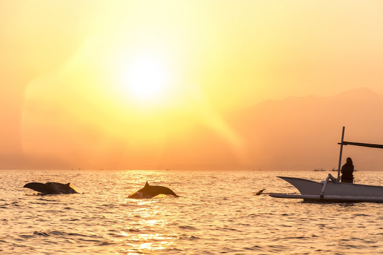 Wisata Dolphin Lovina