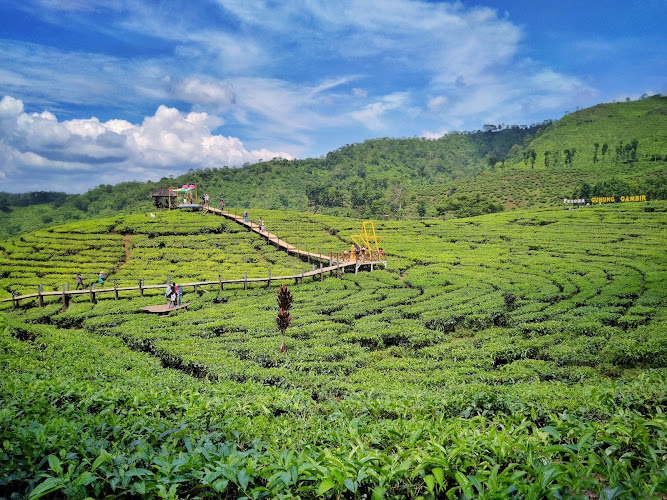 Wisata kebun teh gunung gambir