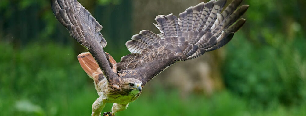 World of Wings Travel Forum Reviews