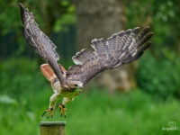 World of Wings Travel Forum Reviews