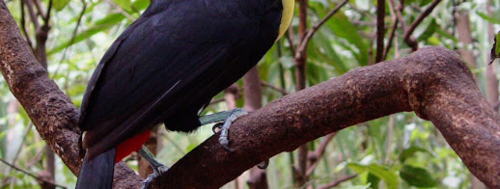 Xaman - Ha Aviary Travel Forum Reviews