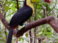 Xaman - Ha Aviary Travel Forum Reviews