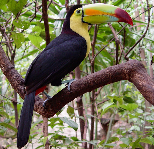 Xaman - Ha Aviary