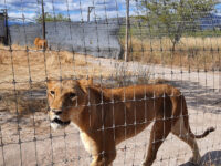 Yaguar Zoo Xoo Travel Forum Reviews