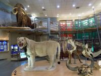 Yakutsk Regional History Museum Travel Forum Reviews