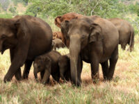 Yala La safari Tours Travel Forum Reviews