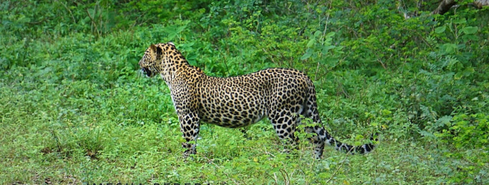 Yala National Park Sri Lanka Travel Forum Reviews