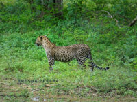 Yala National Park Sri Lanka Travel Forum Reviews