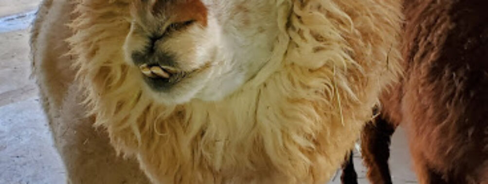 Yamakoshi Alpaca Farm Travel Forum Reviews