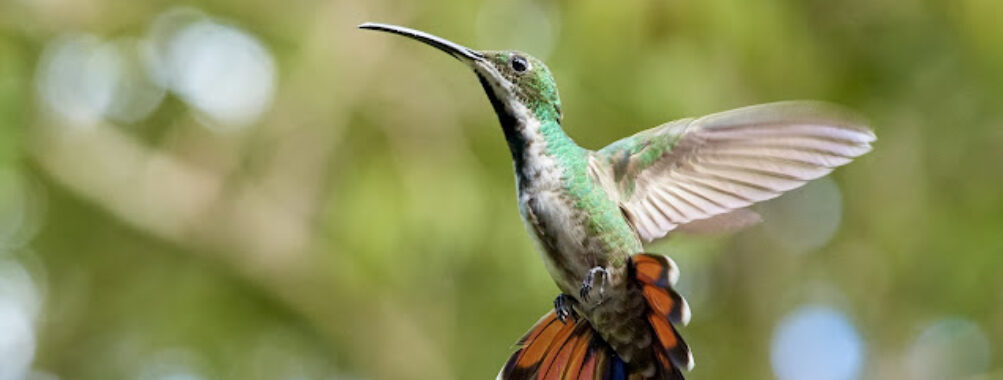 Yerettê - Home of the Hummingbird Travel Forum Reviews