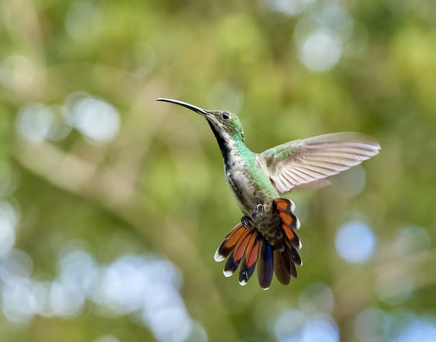 Yerettê - Home of the Hummingbird