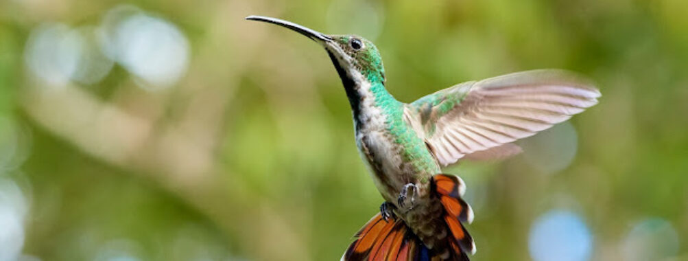 Yerettê - Home of the Hummingbird Travel Forum Reviews