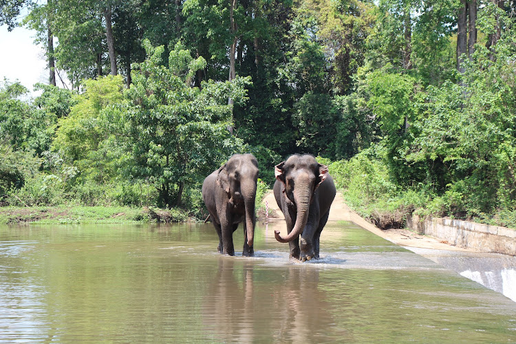 Yok Don National Park