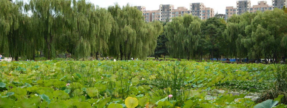 Yuxi Park Travel Forum Reviews