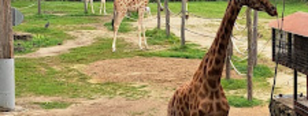 ZOO Planckendael Travel Forum Reviews