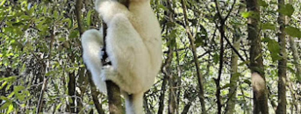 Zahamena National Park Travel Forum Reviews