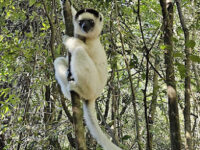 Zahamena National Park Travel Forum Reviews