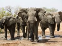 Zakouma National Park Travel Forum Reviews