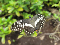 Zanzibar Butterfly Centre Travel Forum Reviews