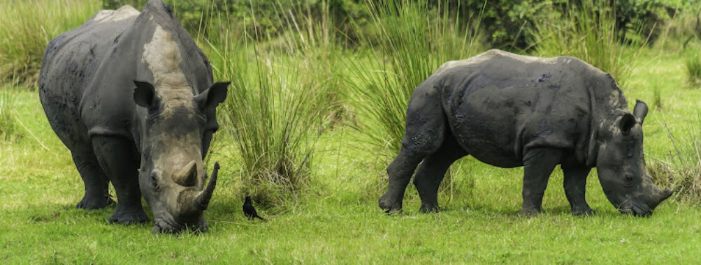 Ziwa Rhino and Wildlife Ranch Travel Forum Reviews
