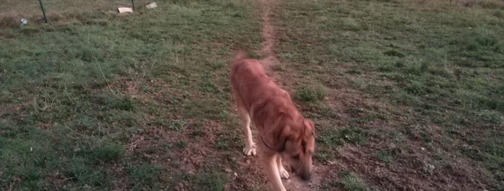 Zona de esparcimiento canino Travel Forum Reviews
