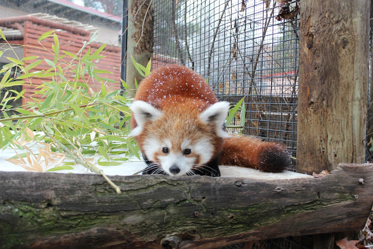 Zoo Boise