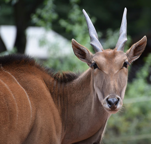Zoo Kaiserslautern