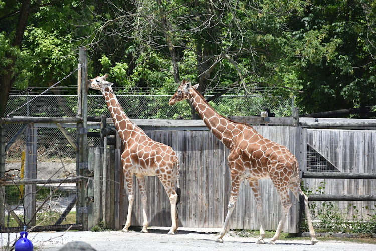 Zoo Knoxville