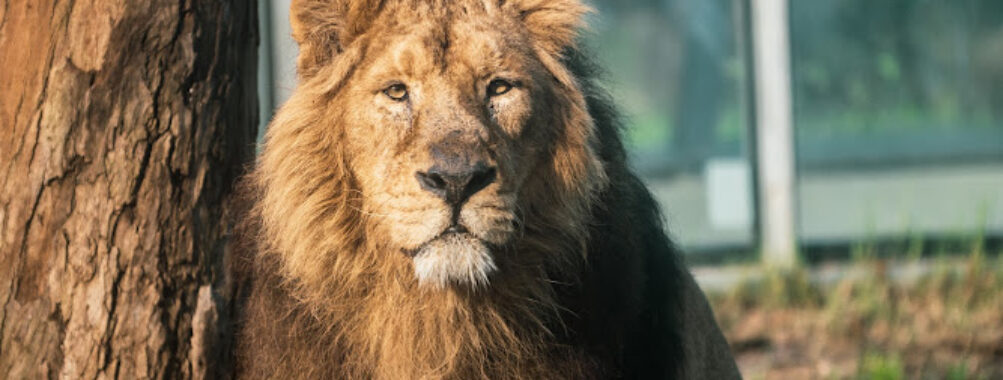 Zoo Santo Inácio Travel Forum Reviews