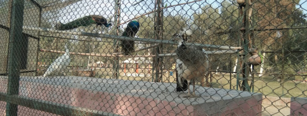 Zoo, Vehari Travel Forum Reviews