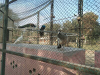 Zoo, Vehari Travel Forum Reviews