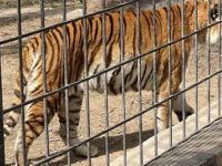 Zoo - Zawraa Park Travel Forum Reviews