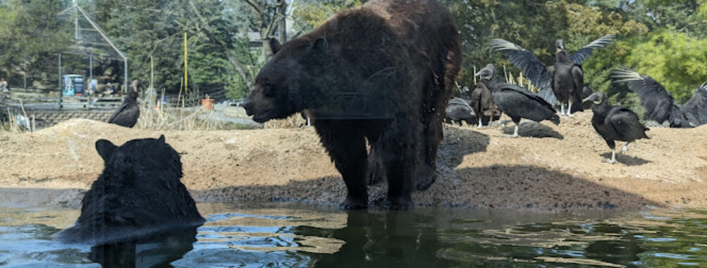 ZooAmerica Travel Forum Reviews