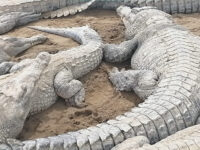 Zoocriadero de Cocodrilos Travel Forum Reviews