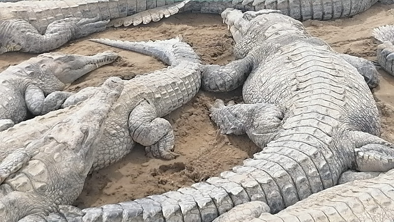 Zoocriadero de Cocodrilos