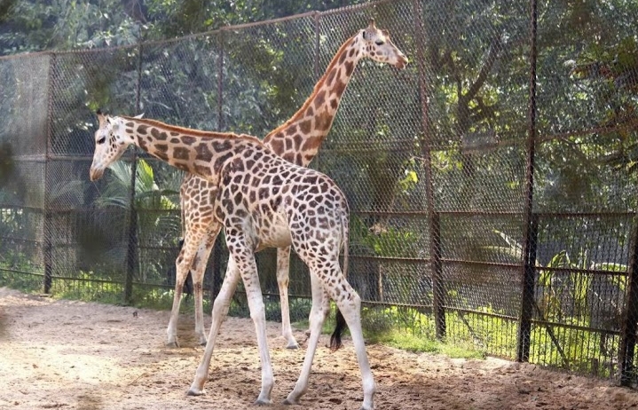 Zoological Garden Alipore