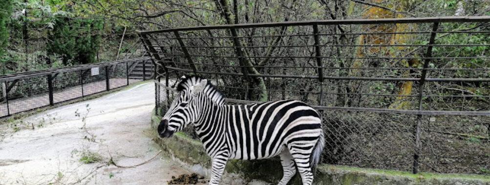 Zoopark Travel Forum Reviews