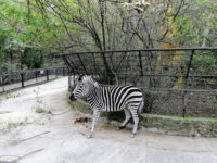 Zoopark Travel Forum Reviews