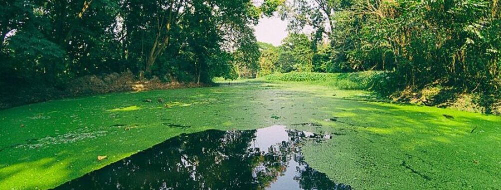 Acharya Jagadish Chandra Bose Indian Botanic Garden