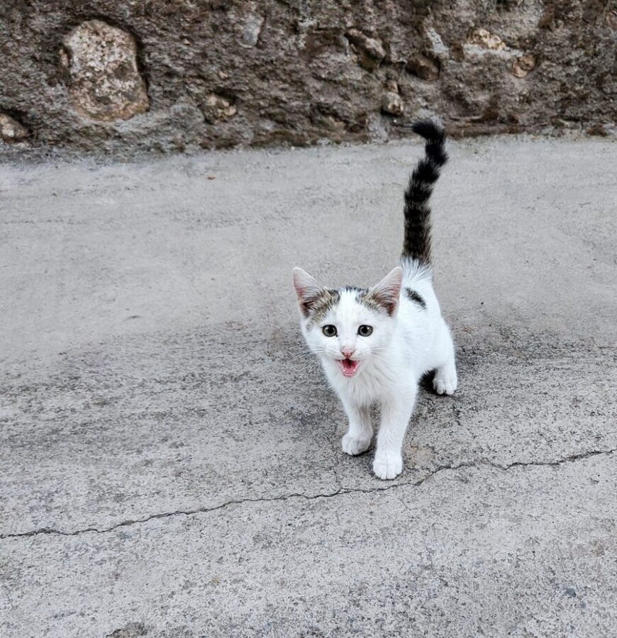 Aegean Cat kitten standing on pavement, mouth open, appearing curious and playful.
