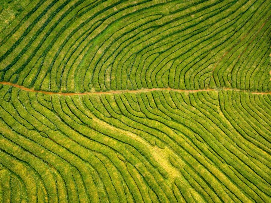 Aerial view of terraced tea plantation in São Miguel with green rows and dirt track.