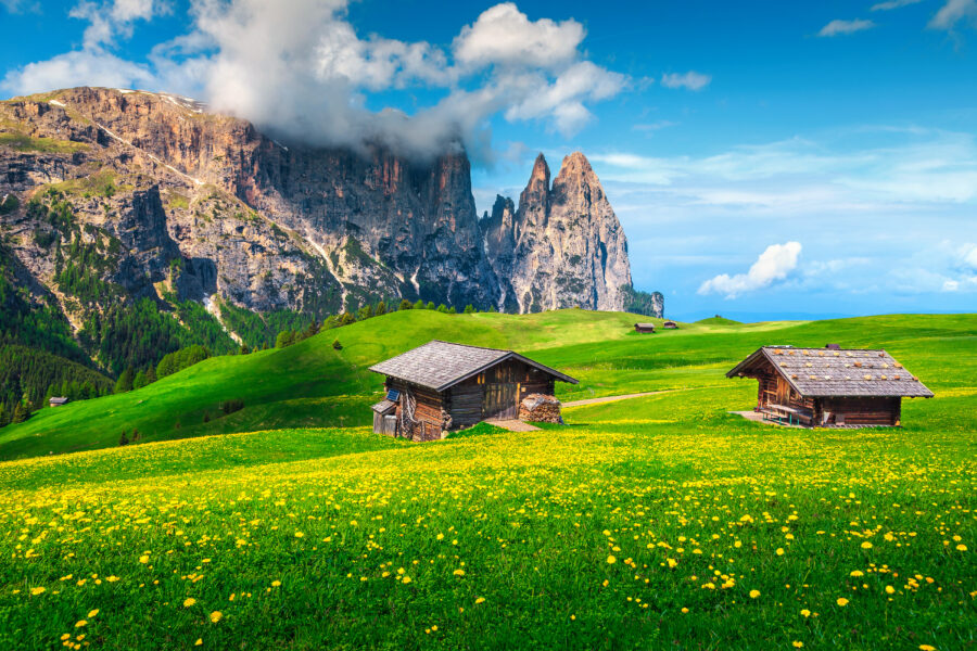 Scenic view of Alpe di Siusi resort with vibrant yellow dandelions in spring, set against the Dolomites, Italy.