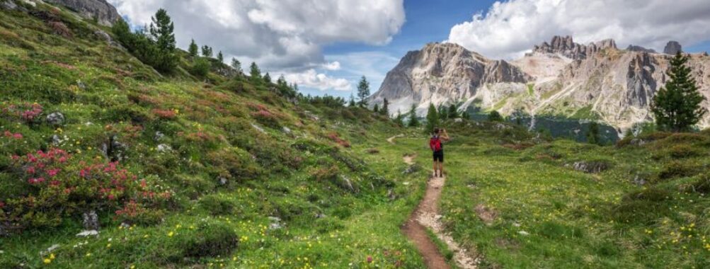 Hiking trail with wildflowers and mountains under a bright blue sky.