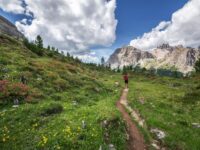 Hiking trail with wildflowers and mountains under a bright blue sky.
