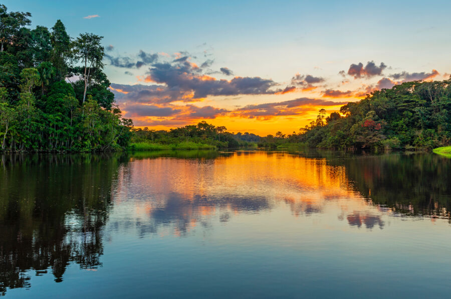 amazon rainforest