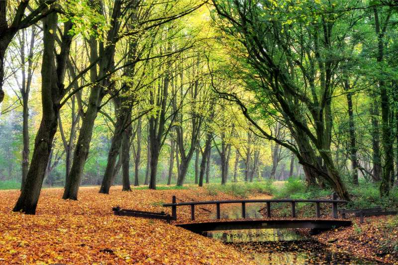 Serene bridge nestled in a forest of autumn leaves in Amsterdamse Bos, highlighting the beauty of the season.